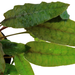 Cryptocoryne 'Tropica' in jar - Aquaflora