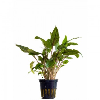 Cryptocoryne 'Tropicaen pot - Aquaflora