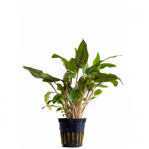 Cryptocoryne 'Tropicaen pot - Aquaflora