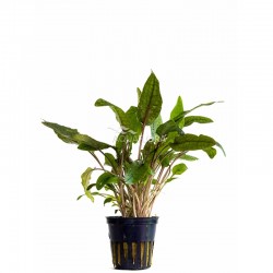 Cryptocoryne 'Tropica' in vasetto - Aquaflora
