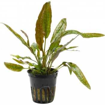 Cryptocoryne Usteriana in jar - Aquaflora