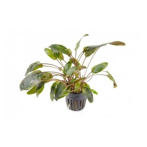 Cryptocoryne wundtii 'Brown' in jar - Aquaflora