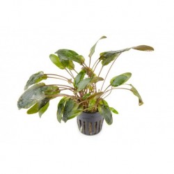 Cryptocoryne wundtii 'Brown' in jar - Aquaflora