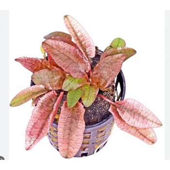 Cryptocoryne wendtii 'Flamingo' in vasetto - Aquaflora