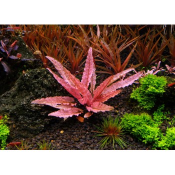 Cryptocoryne Wundtii 'Flamingo' à Jar - Aquaflora 2