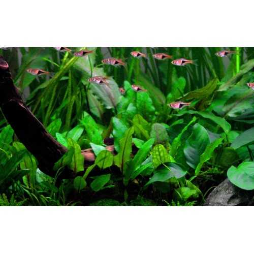 Cryptocoryne wundtii 'green' in jar - Aquaflora