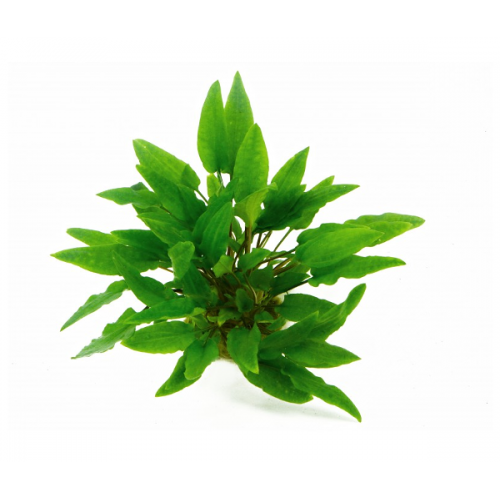 Cryptocoryne wendtii 'Green' in pot - Aquaflora