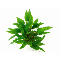 Cryptocoryne wundtii 'green' in jar - Aquaflora