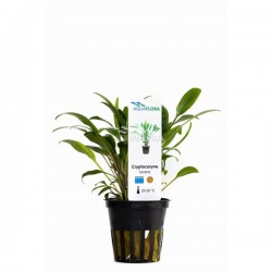 Cryptocoryne x Willisii dans Jar - Aquaflora