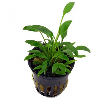 Cryptocoryne x willisii 'Nevellii' in vasetto - Aquaflora 2