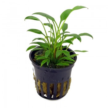 Cryptocoryne x Willisii 'Nevelli' dans Jar - Aquaflora