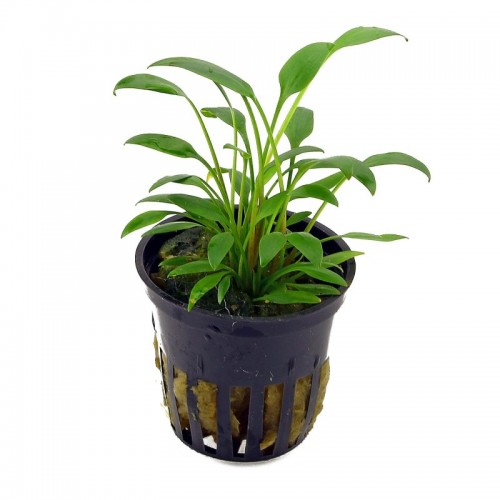 Cryptocoryne x Willisii 'Nevellii' in pot -...