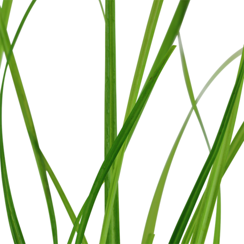 Cyperus Helferi in jar - Aquaflora