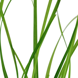 Cyperus Helferi à Jar - Aquaflora