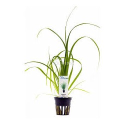 Cyperus helferi in pot - Aquaflora