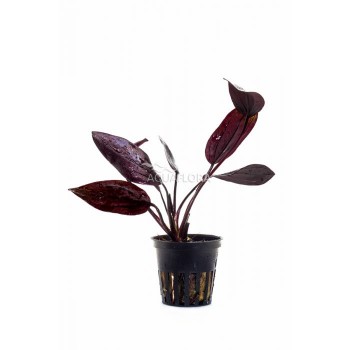 Echinodorus 'Aflame' in vasetto - Aquaflora