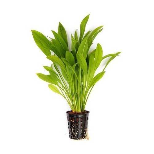 Echinodorus Grisebachii 'Amazonicus' in jar -...