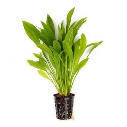 Echinodorus grisebachii 'Amazonicus' in pot - Aquaflora