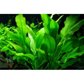 Echinodorus grisebachii 'Amazonicus' dans Jar - Aquaflora 2