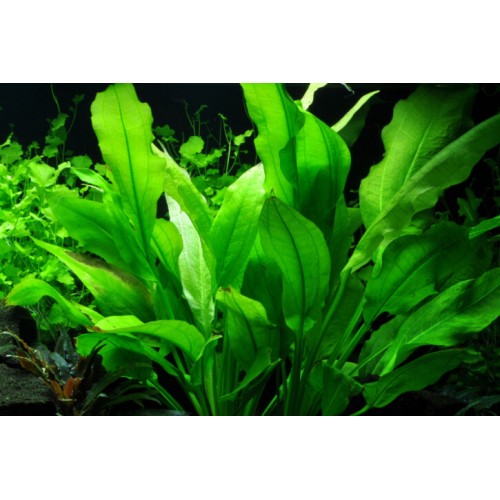 Echinodorus grisebachii 'Amazonicus' in pot -...
