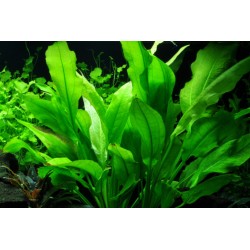 Echinodorus Grisebachii 'Amazonicus' in jar - Aquaflora