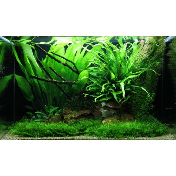 Echinodorus grisebachii 'Bleherae' dans Jar - Aquaflora 2