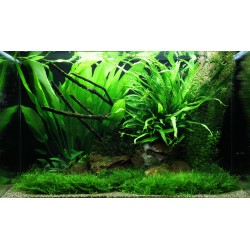 Echinodorus grisebachii 'Bleherae' dans Jar - Aquaflora