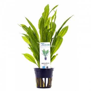 Echinodorus Grisebachii 'Bleherae' in jar - Aquaflora