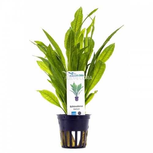 Echinodorus Grisebachii 'Bleherae' in jar -...