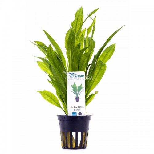 Echinodorus grisebachii 'Bleherae' in pot - Aquaflora