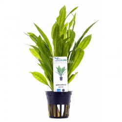 Echinodorus grisebachii 'Bleherae' in pot - Aquaflora