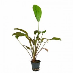 Echinodorus 'Indian Red' in jar - Aquaflora