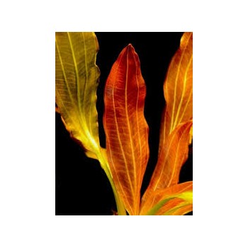 Echinodorus 'Indian Red' dans Jar - Aquaflora 2