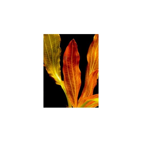 Echinodorus 'Indian Red' in vasetto - Aquaflora