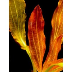 Echinodorus 'Indian Red' in jar - Aquaflora