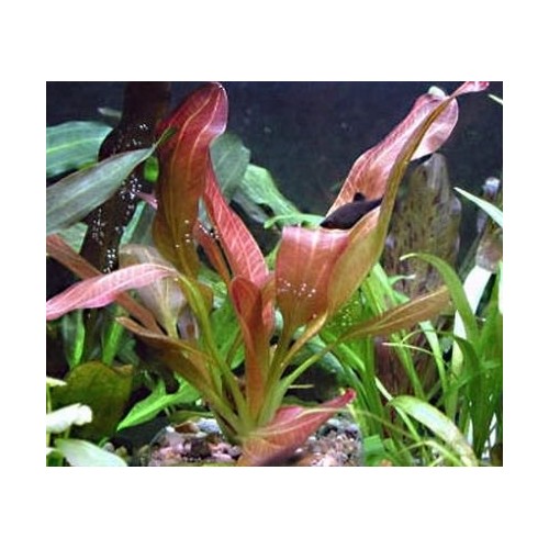 Echinodorus 'Indian Red' in vasetto - Aquaflora