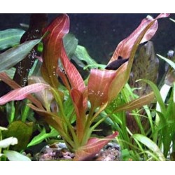 Echinodorus 'Indian Red' dans Jar - Aquaflora