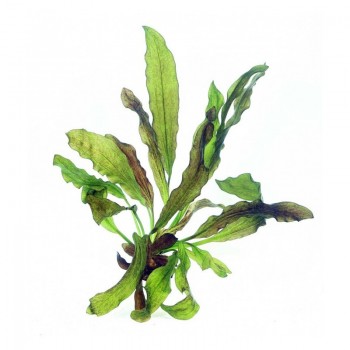 Echinodorus osiris in pot - Aquaflora