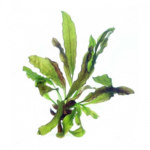 ECHINODORUS OSIRIS dans JAR - Aquaflora