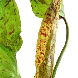 Echinodorus 'ozelot' in jar - Aquaflora