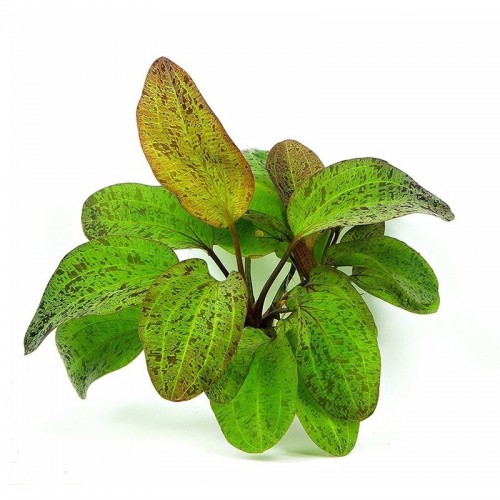 Echinodorus 'ozelot' dans le pot - Aquaflora