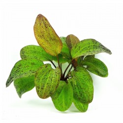 Echinodorus 'Ozelot' in pot - Aquaflora