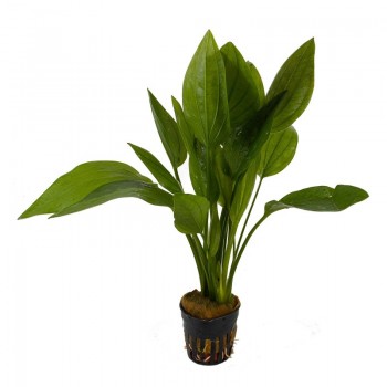 ECHINODORUS PALIFOLIUS DANS JAR - Aquaflora