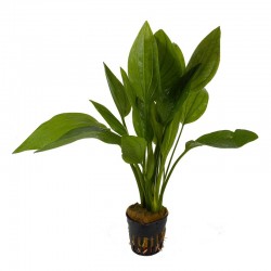 ECHINODORUS PALIFOLIUS DANS JAR - Aquaflora