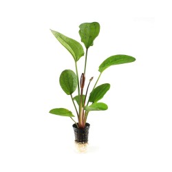Echinodorus 'Paul Kloecker' in a pot - Aquaflora