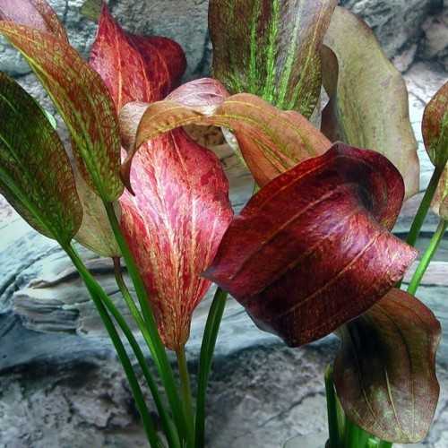 Echinodorus 'Paul Kloecker' in jar - Aquaflora