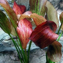 Echinodorus 'Paul Kloecker' in jar - Aquaflora