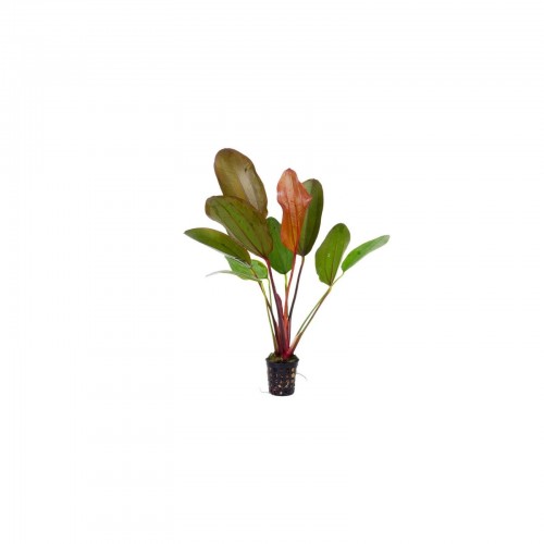 Echinodorus 'Red Chili' in vasetto - Aquaflora