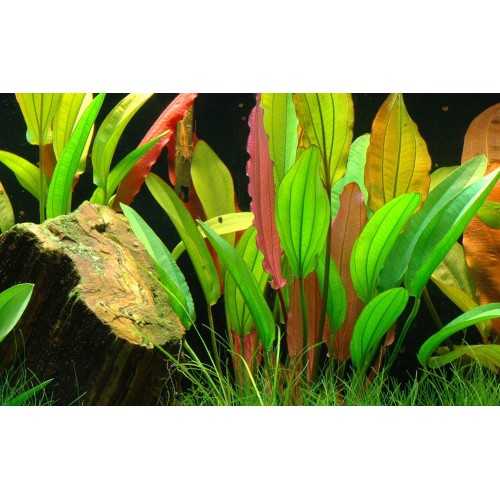 Echinodorus 'Red Diamond' in jar - Aquaflora