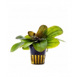 Echinodorus 'reins' dans le pot - Aquaflora